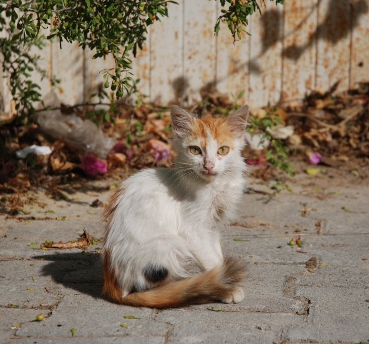 [DSC_8256.JPG]
