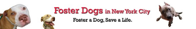 Foster Dogs in New York City