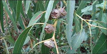 eucalyptus radiata (Australia)