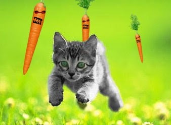 kitten.jpg