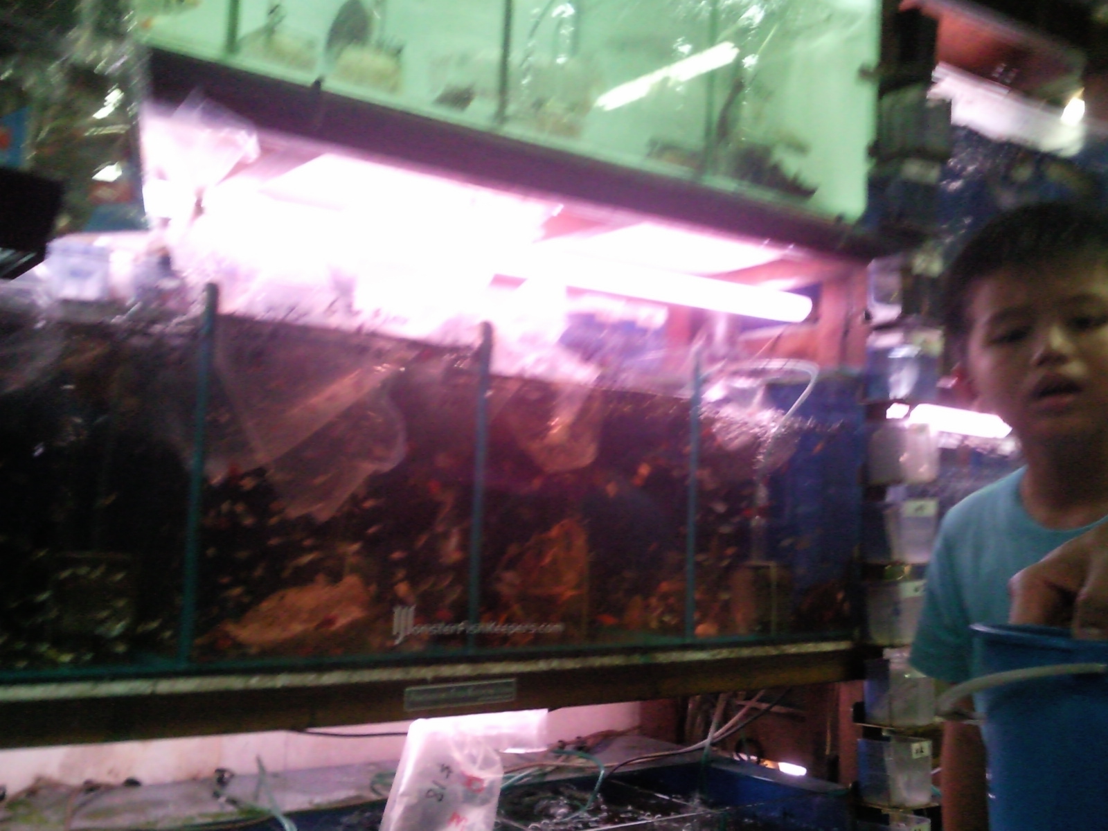 A Day In SG C328 Clementi Florist & Aquarium in Singapore