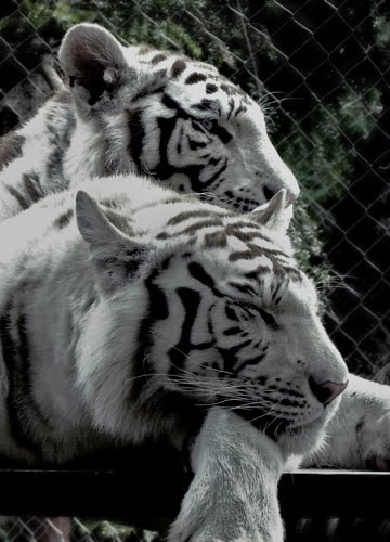[Tigres_BrancosPEK.jpg]