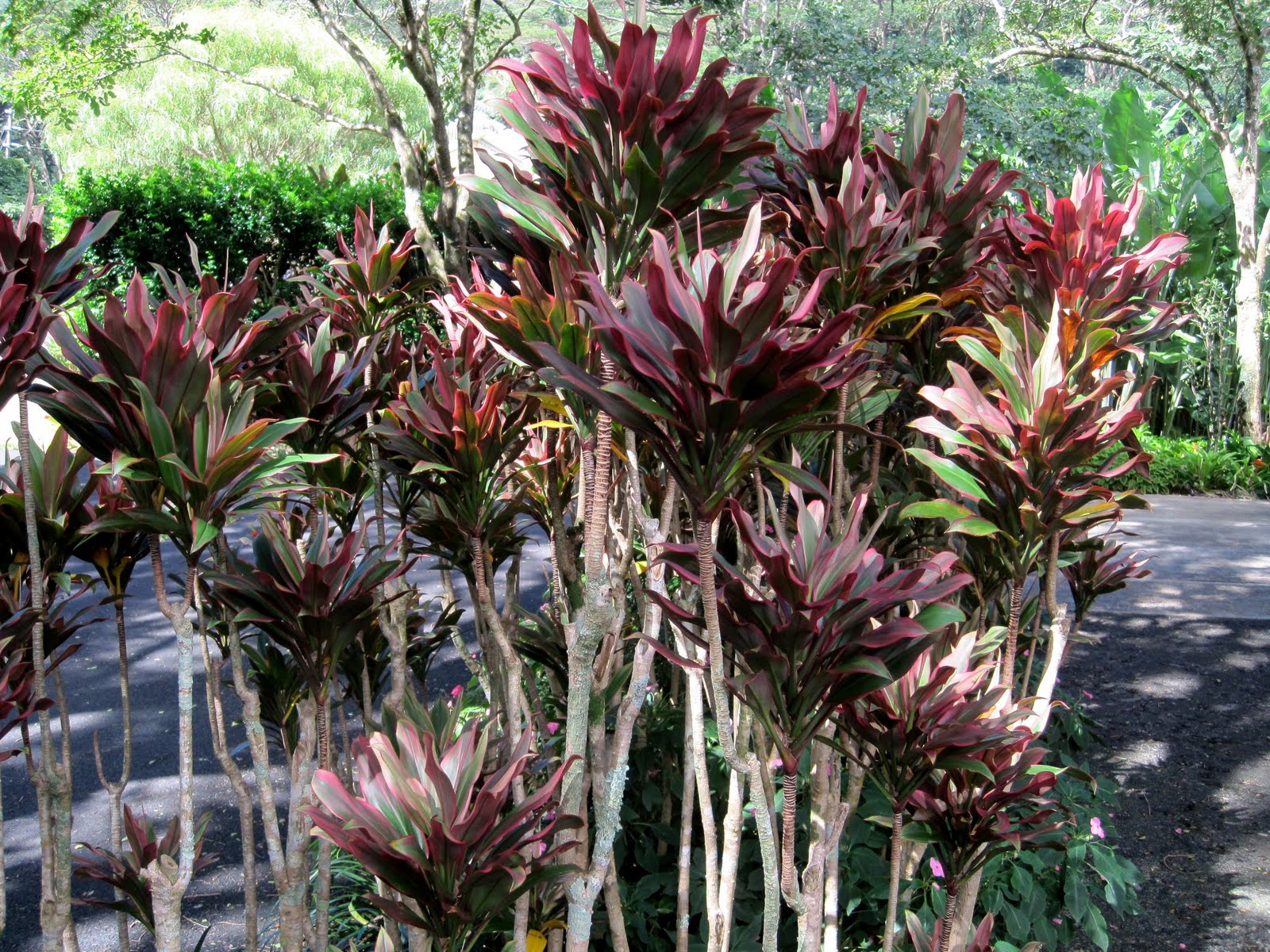 Hawaiian Ti Leaf