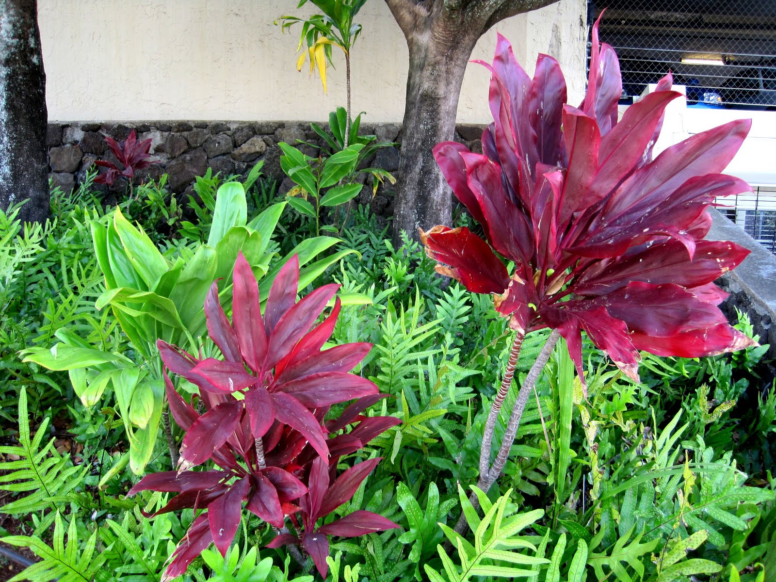 Experience Hawaii Enjoy Honolulu Festival Native Hawaiian Plants