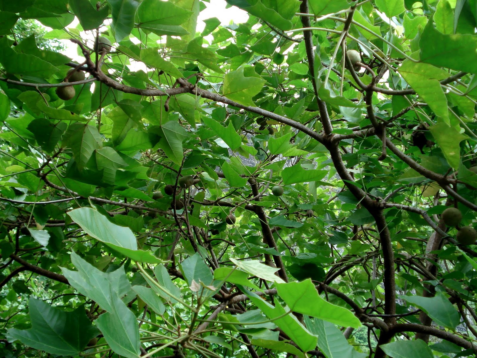 Experience Hawaii Enjoy Honolulu Festival Native Hawaiian Plants