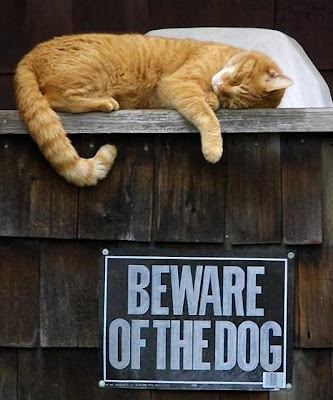 HUMOR GRAFICO. GATO DORMIDO