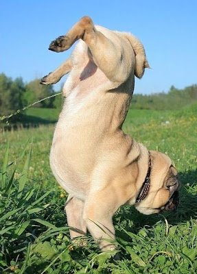 Perro meando haciendo el pino