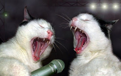 GATOS CANTANDO
