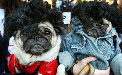 PERROS ROCKEROS