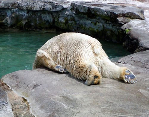 Oso con fuerte resaca