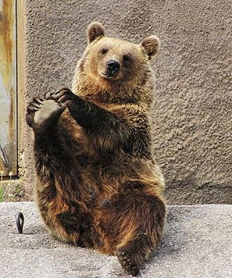 OSO haciendo gimnasia. HUMOR. CUIDADO con los HUEVOS