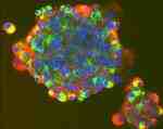 [stem+cell.jpg]