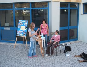 [gatos+de+rua.bmp]
