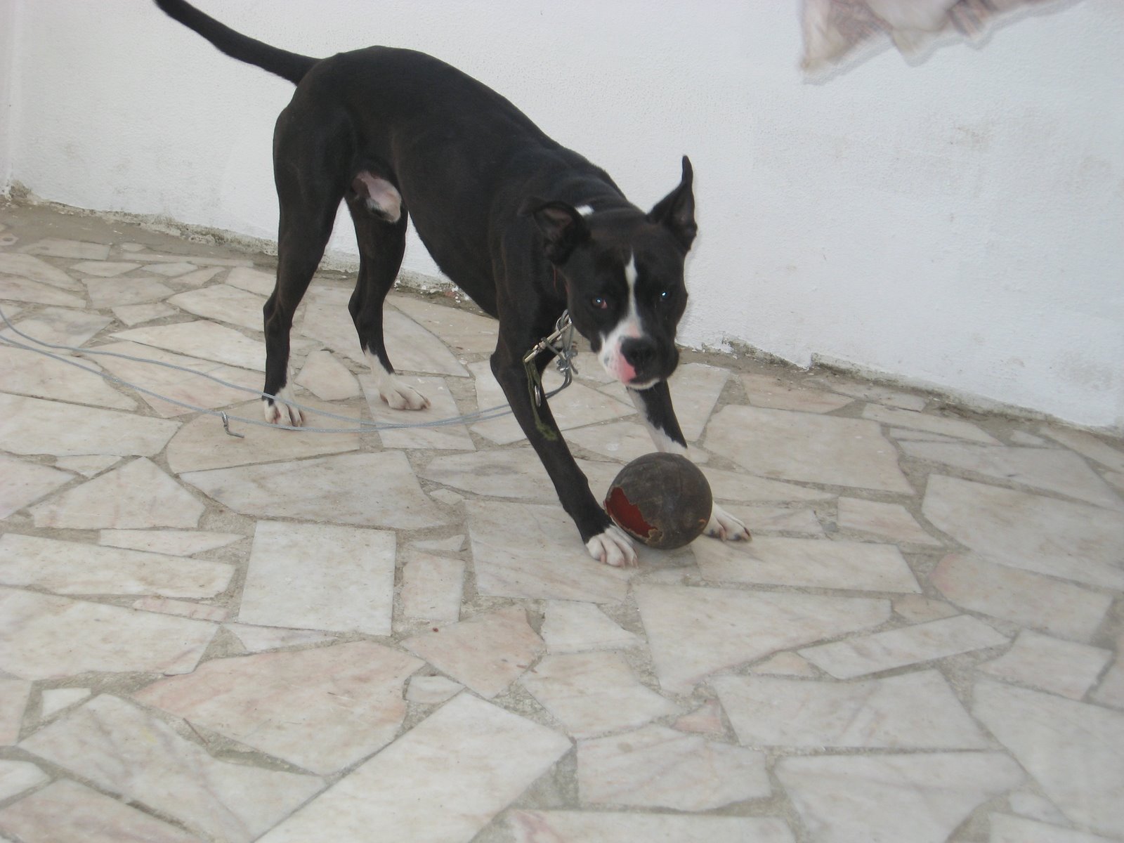 [animais+032.JPG]