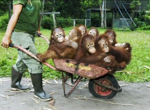 Funny+moneky+loading.jpg (309×227)