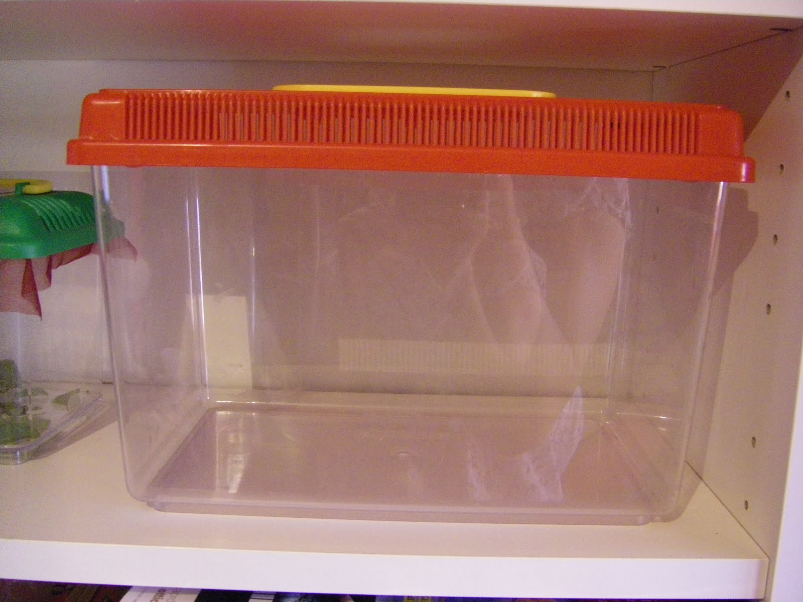 Come allevare farfalle