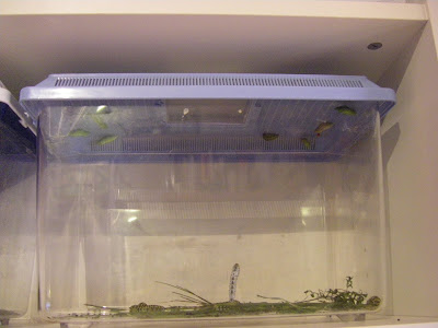 Come allevare farfalle