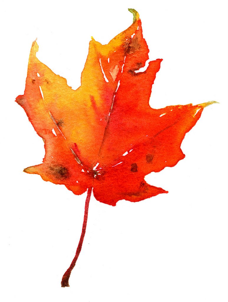 leaf