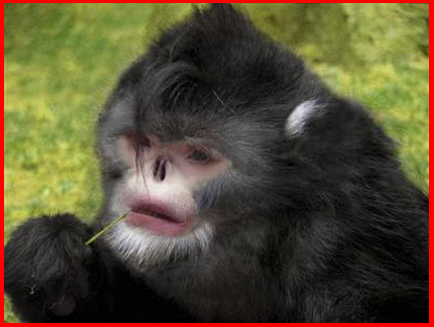 oct Snub+nosed+monkey Tonkin Snub Nosed Langur. oct Snub+nosed+monkey