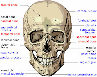 http://4.bp.blogspot.com/_JQhLZ4Jqs1E/S4Gfy4il-BI/AAAAAAAAAns/PaSrCFitJ5M/s320/cheek+cranium_front.jpg