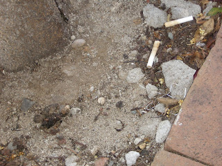 Dog poop and cigarette butts in the Castro, San Francisco CA, 94114