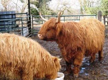 Cows at High Butterby Farm