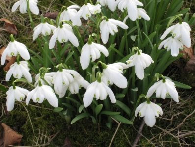 Snowdrops in Auckland Castle