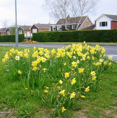 A group of daffodils.