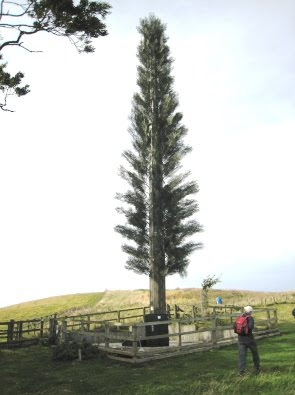 A new species of pine tree: Concretimus-Plasticosum A new genus of tree