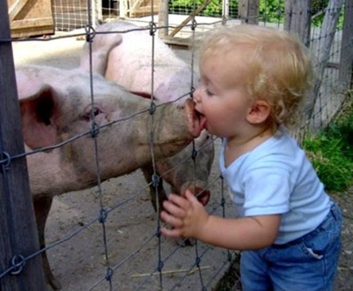 [swine-flu.bmp]