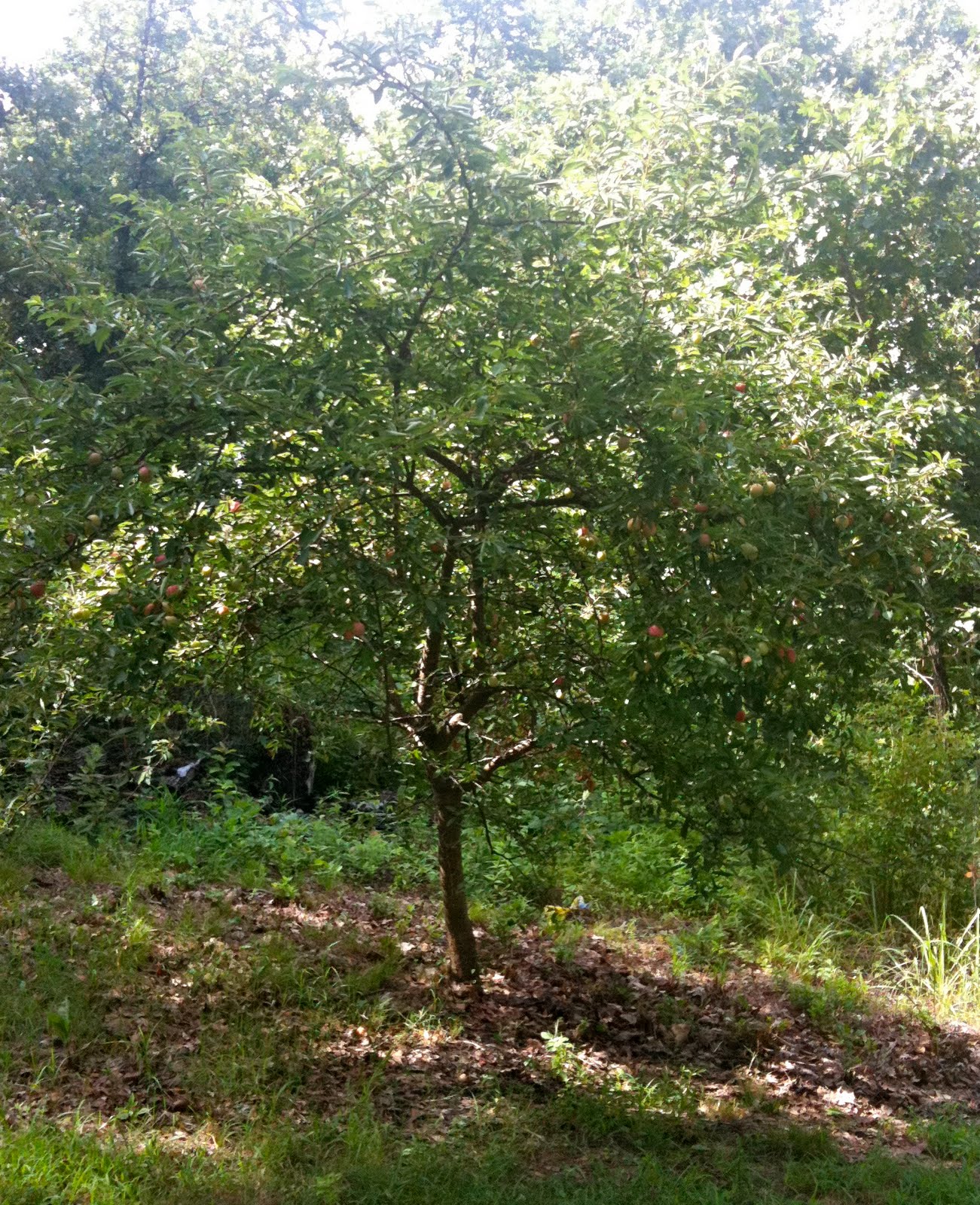 top 28 plum tree roots near house top 28 plum tree roots near house early august in the top 28 plum tree roots near house top 28 plum tree roots near house early august in the