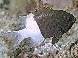 [Chromis+Indian+Half-and-Half.jpg]