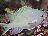 [Chromis+Blue-Green.jpg]