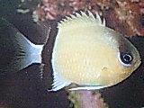 [Chromis+Blackbar.jpg]