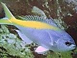 [False+Fusilier+Yellowtail.jpg]