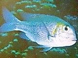 [Large-Eye+Bream+Humpnose.jpg]