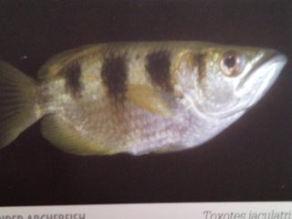 [Archerfish+Banded.jpg]