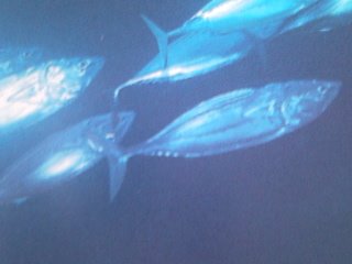 [Tuna+Oriental+Bonito.jpg]