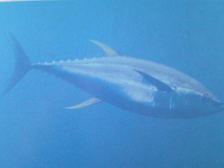 [Tuna+Yellowfin.jpg]