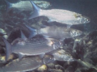 [Mullet+Fringelip.jpg]