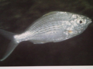 [Silver+Biddy+Longtail.jpg]