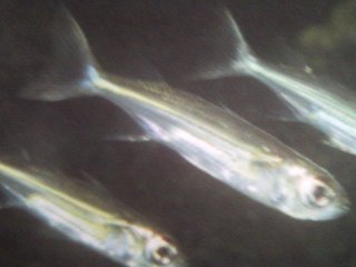 [Silverside+Striped.jpg]