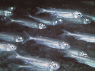 [Silverside+Slender.jpg]