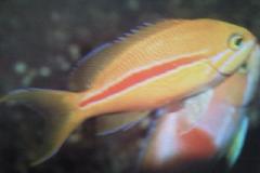 [Anthias+Redstripe.jpg]