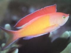 [Anthias+Redfin.jpg]