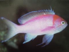 [Anthias+Shen's.jpg]