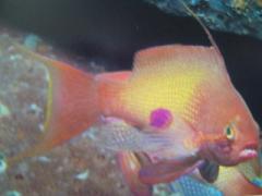 [Anthias+Scalefin.jpg]