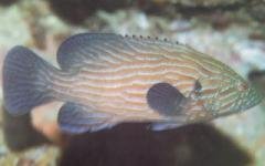 [Grouper+Bluelined.jpg]
