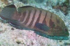 [Grouper+Chocolate.jpg]