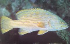 [Grouper+Harlequin.jpg]